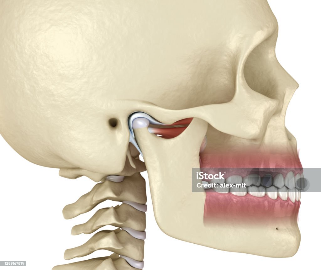 TMJ: The temporomandibular joints. Healthy occlusion anatomy. Medically accurate 3D illustration of human teeth and dentures concept